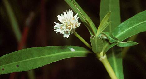 Alligator weed showing the clover-like flower which is currently in bloom.